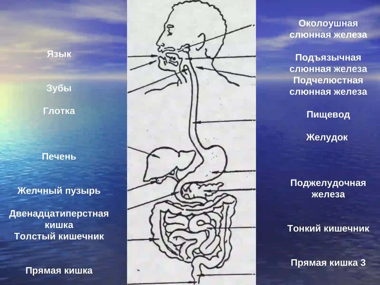 Функциональные заболевания желудочно-кишечного тракта у детей 3