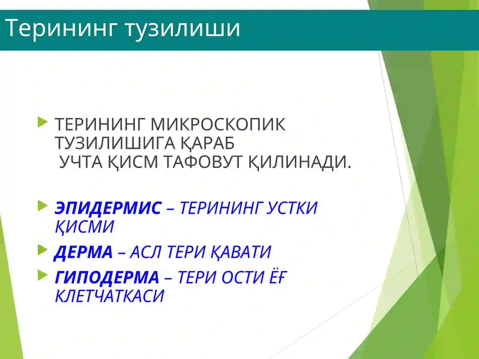 ДЕРМАТОЛОГИЯ ТЕРИНИНГТУЗИЛИШИ,МОРФОЛОГИК ЭЛЕМЕНТЛАРИ 3