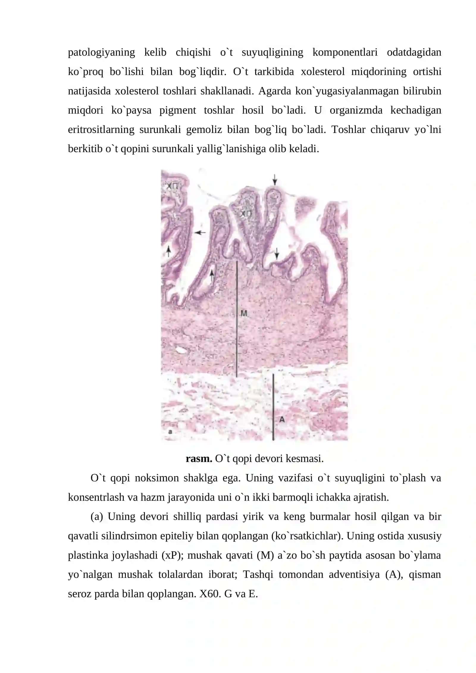 O`t yo`llari va o`t qopi tuzilishi 3