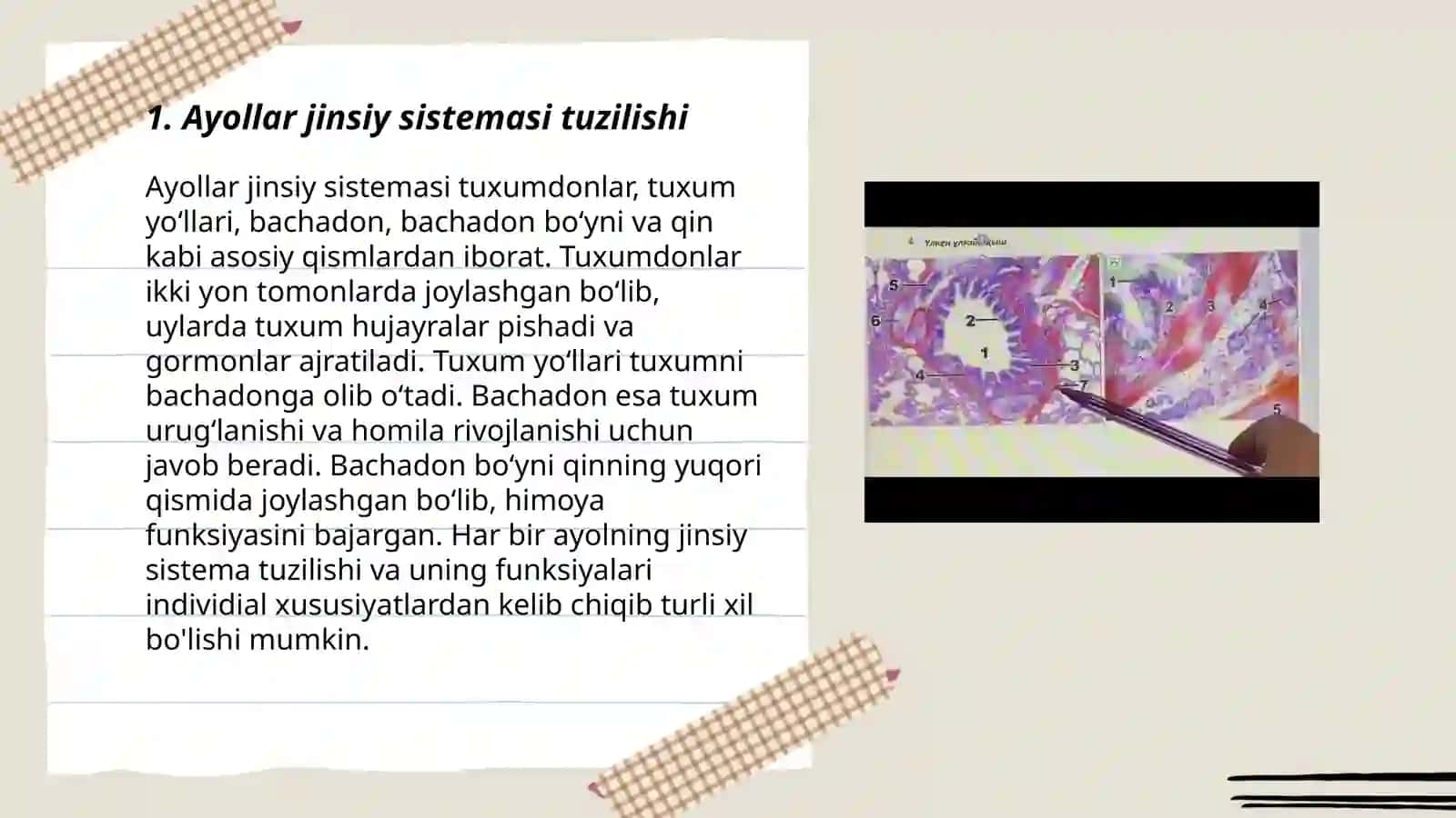 Ayollar jinsiy sistemasi gistologiyasi 3