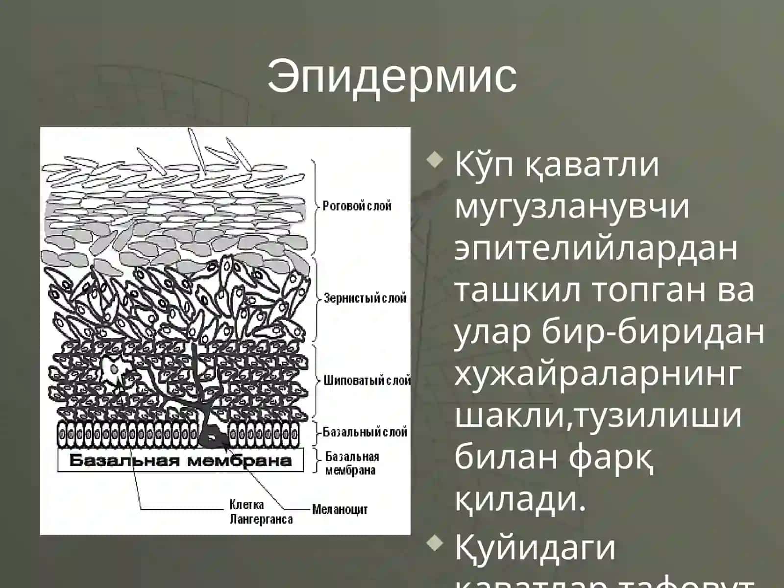 Дерматозларни умумий клиник белгилари ва патомофологияси 3