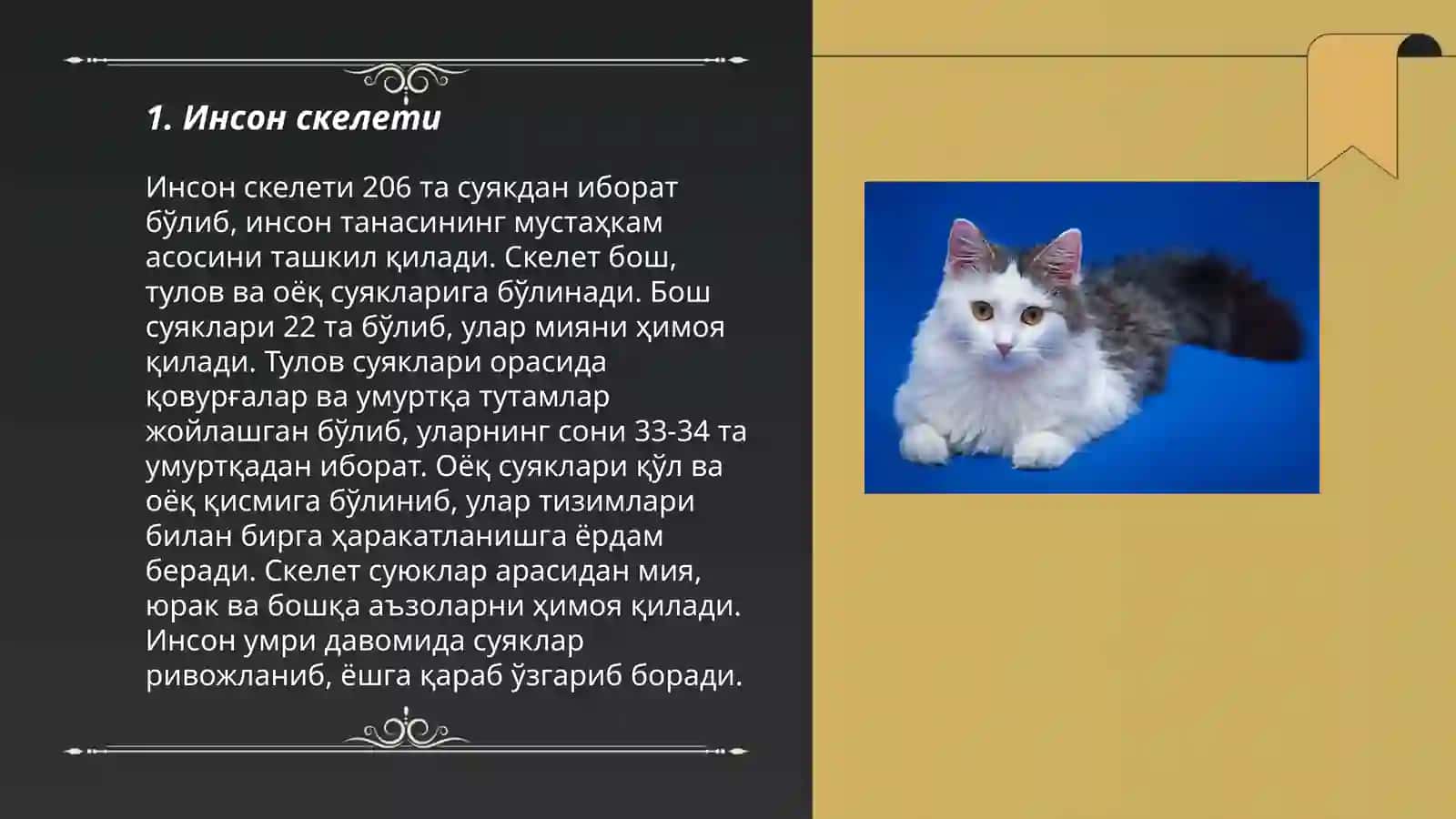 Одам анатомияси 3