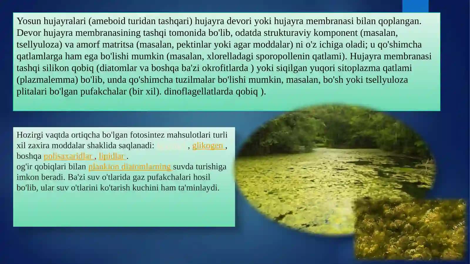 Yosunlar (Yosunlar) 3
