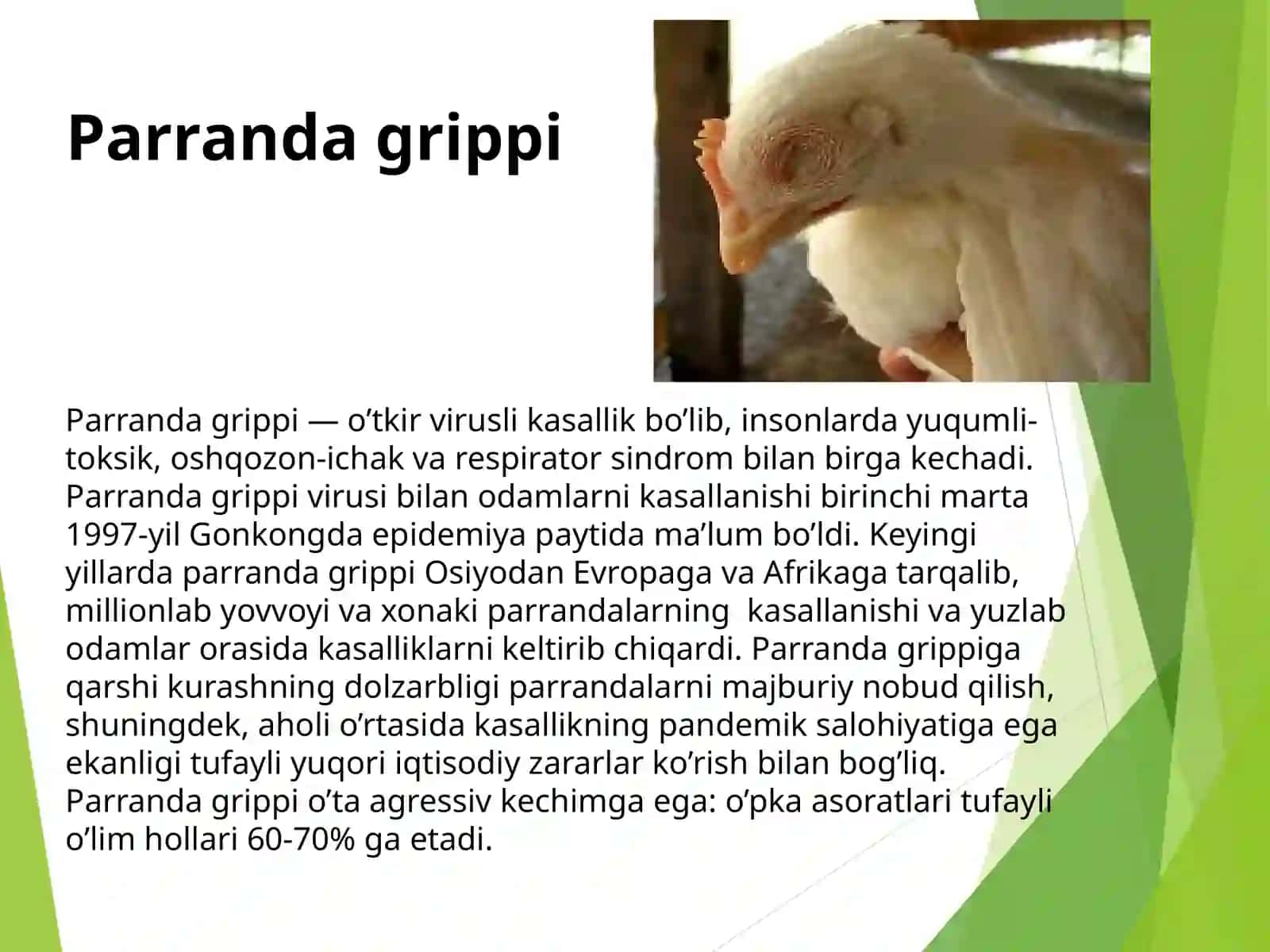 Parranda grippi 3