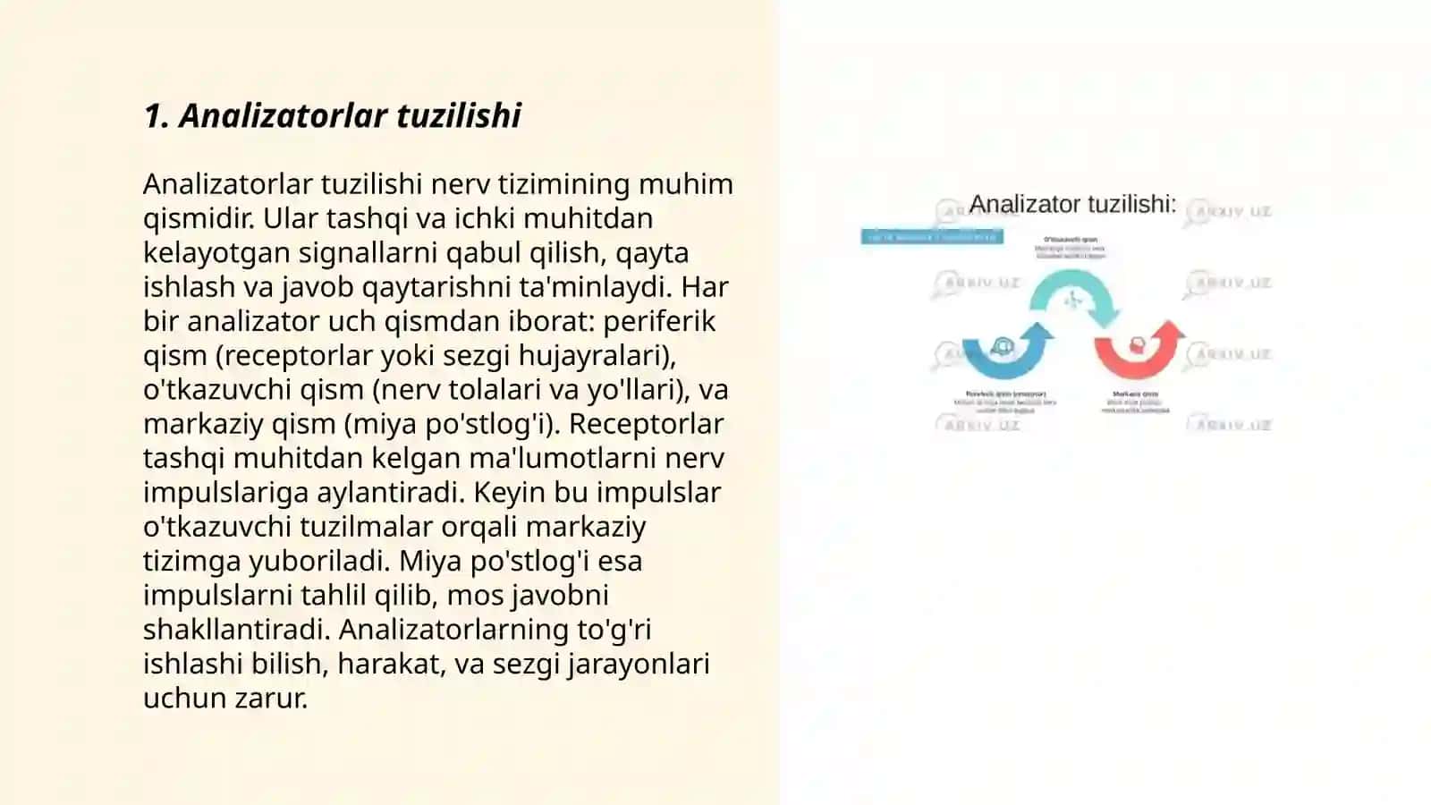 Analizatorlar fiziologiyasi 3