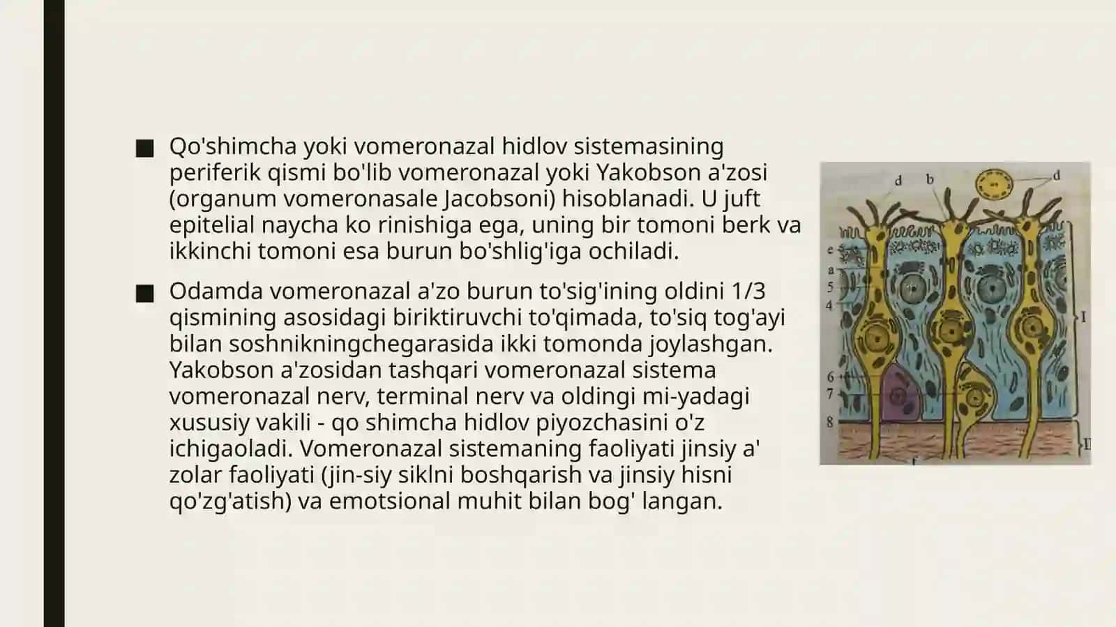 Sezgi a'zolari 3