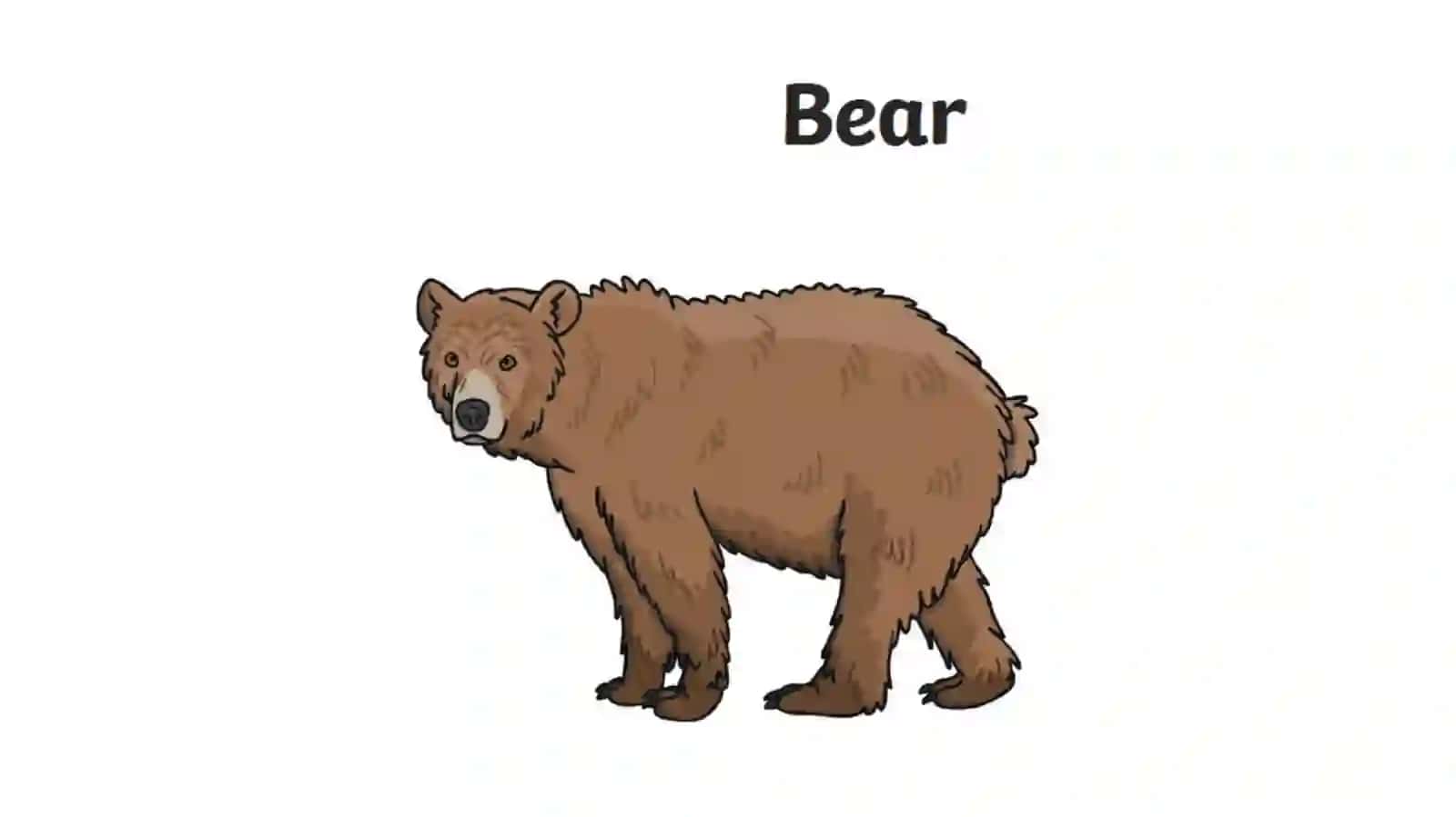 Coloursand animals 3