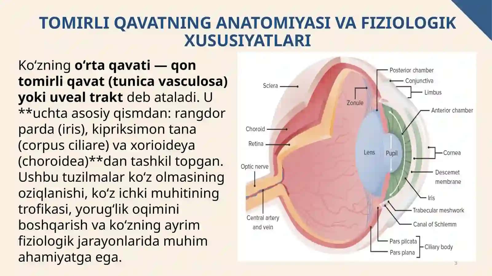 Tomirli Qavatning Anatomiyasi va Fiziologik Xususiyatlari 3