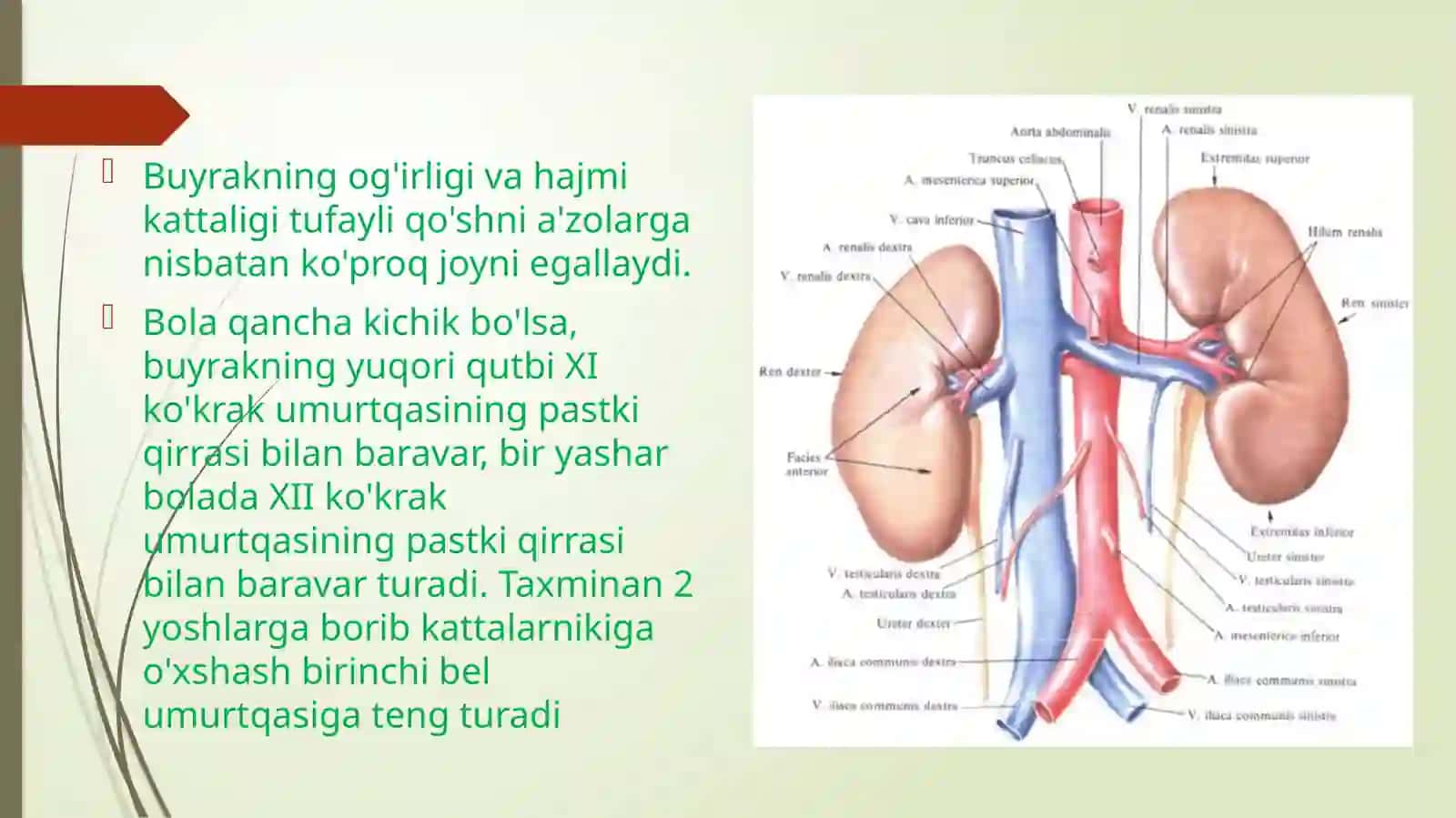 Yangi tug'ilgan bola sirti asosida fiziologik xususiyatlari 3