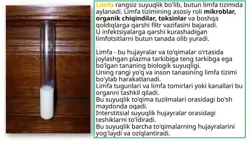 Limfa gistalogiyasi 3