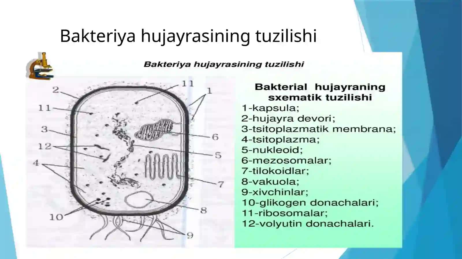 Bakteriyalar tuzilishi 3