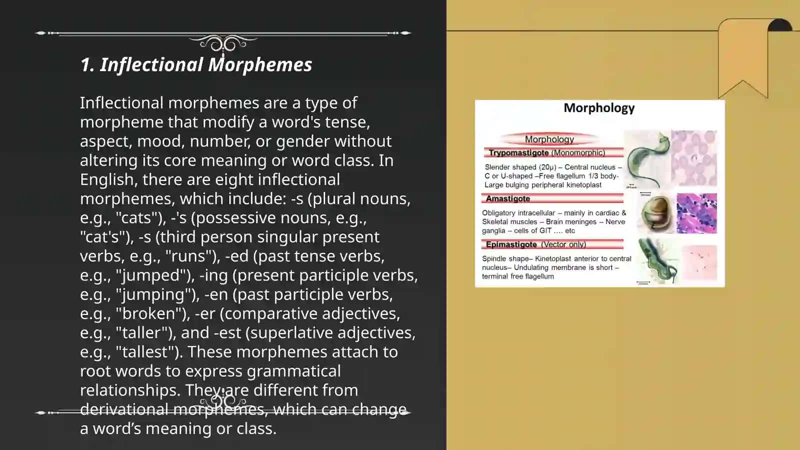 Morphology 3