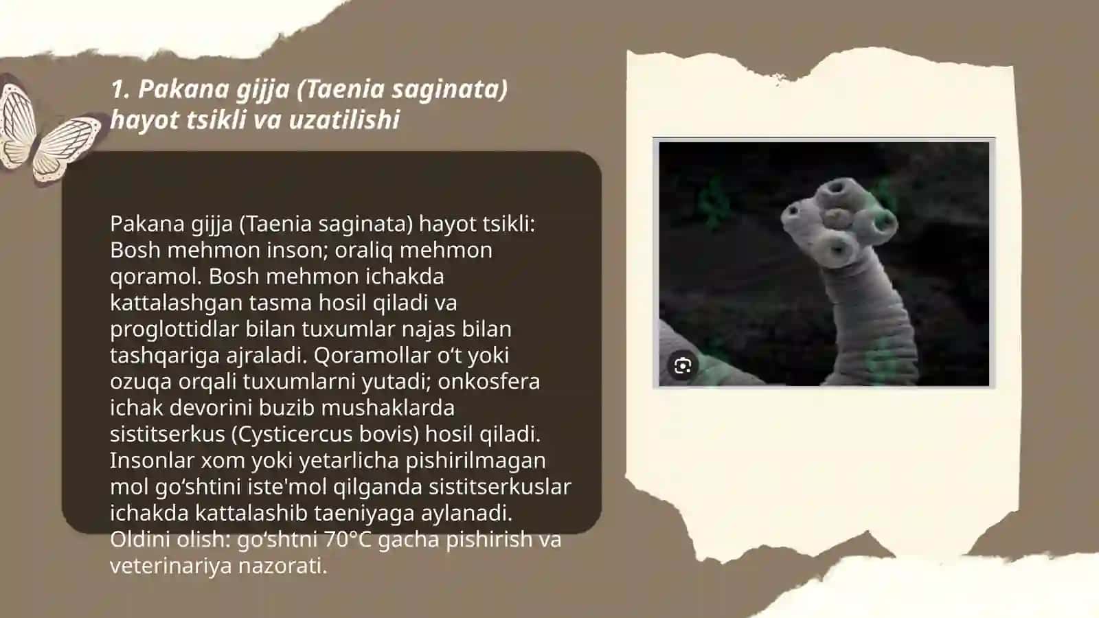 Pakana gijja, Serbar gijja, Exinokokk 3