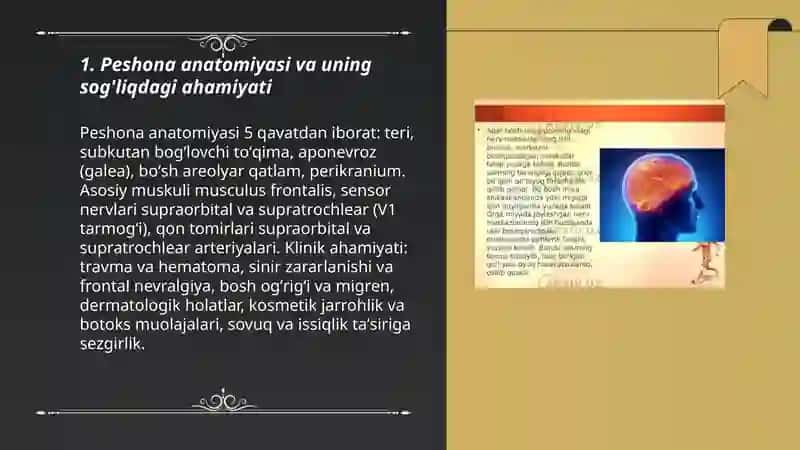 Peshona anatomiyasi va uning sog'liqdagi ahamiyati 3