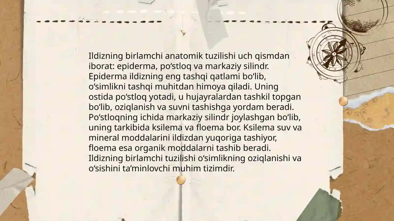 Ildizning birlamchi va ikkilamchi anatomik tuzilishi 3