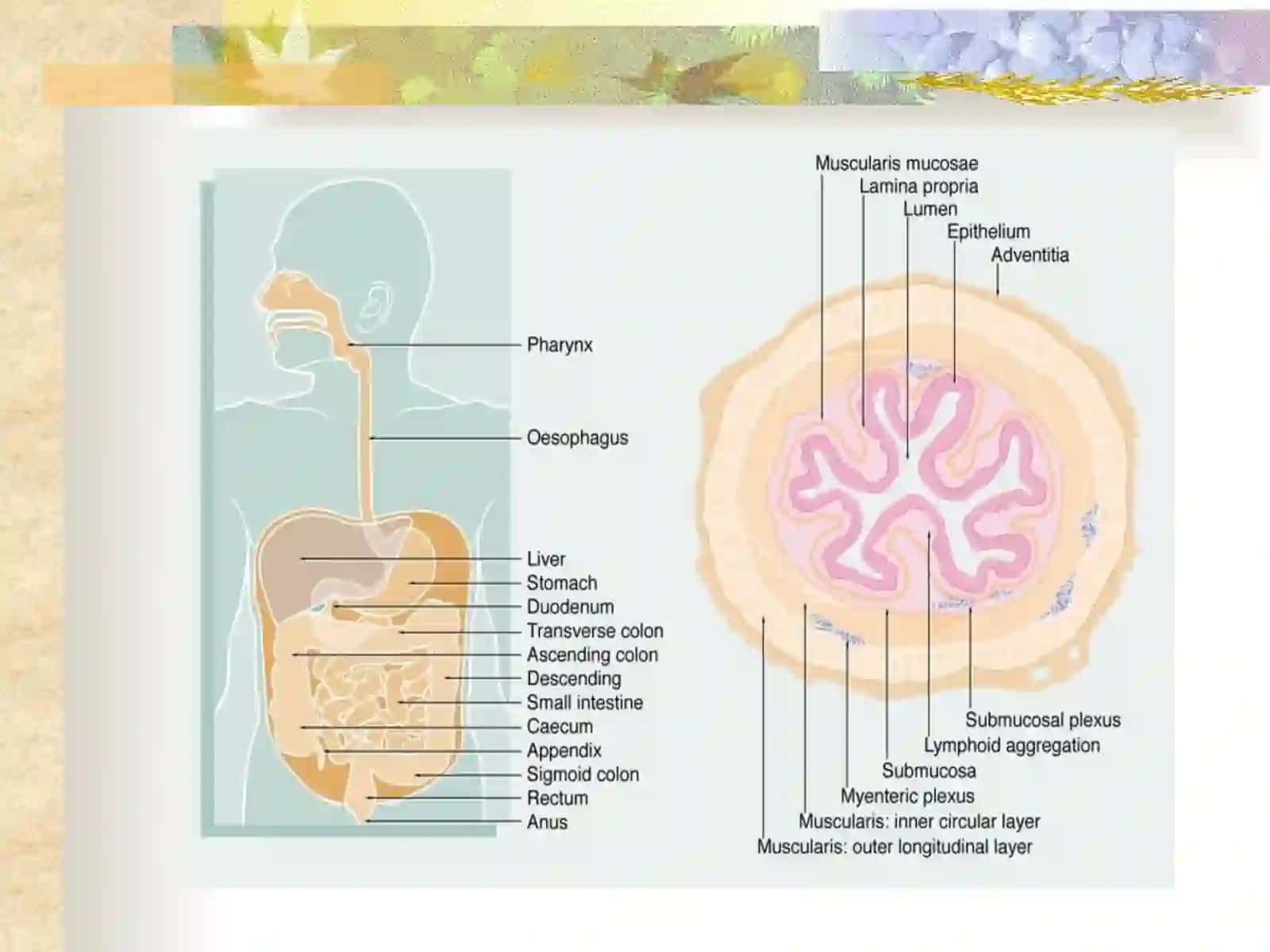 ME'DA VA O`N IKKIBARMOQLIICHAK YARAKASALLIGI 3