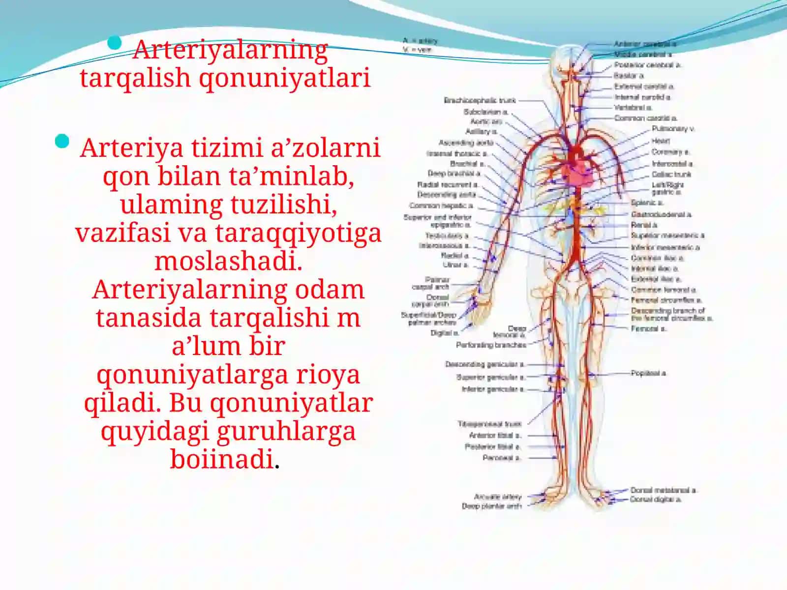 Usmonova Nigina odam anatomiyasi fanidan mustaqil ishi 3