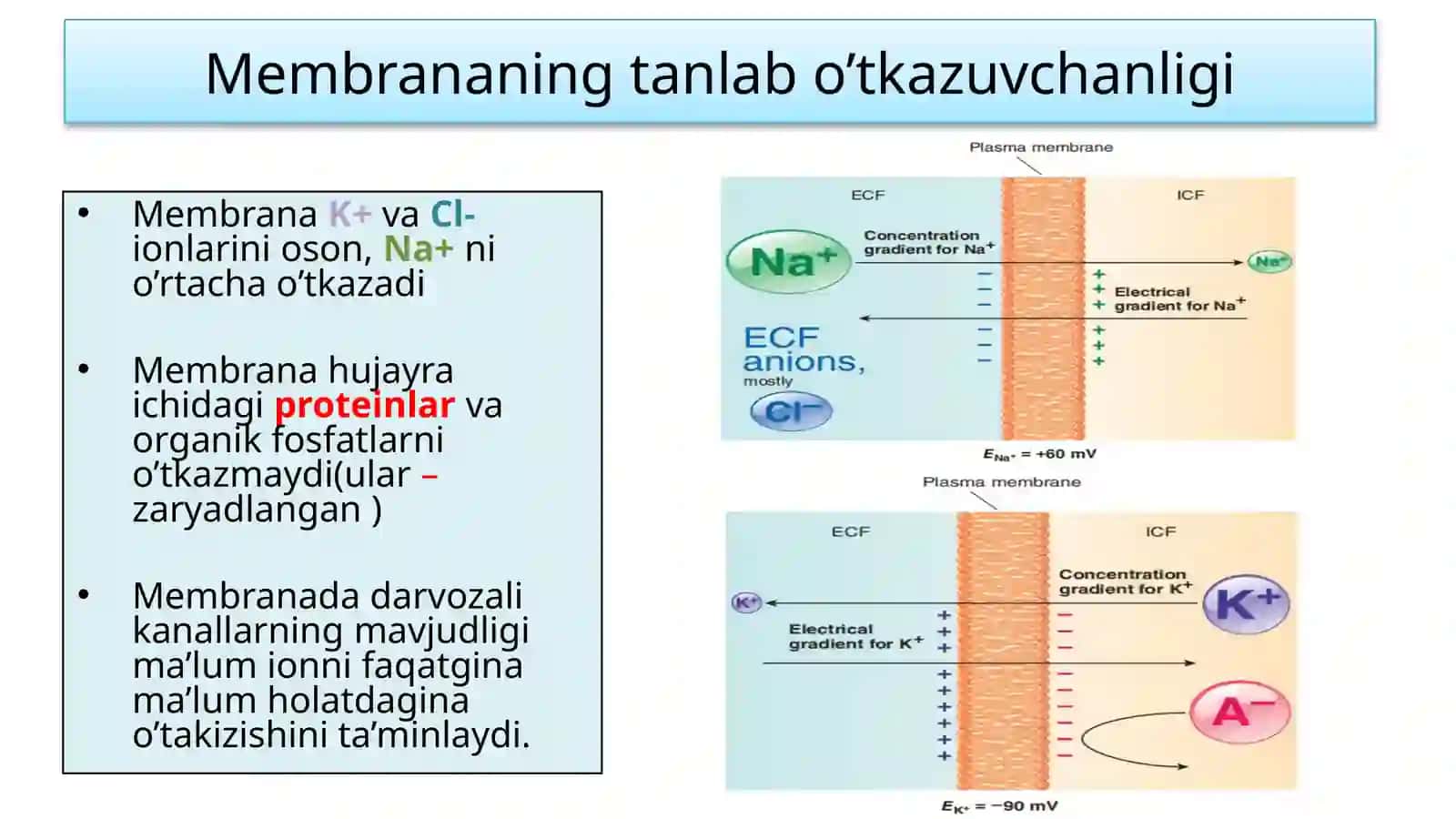 Membrana potensiali 3