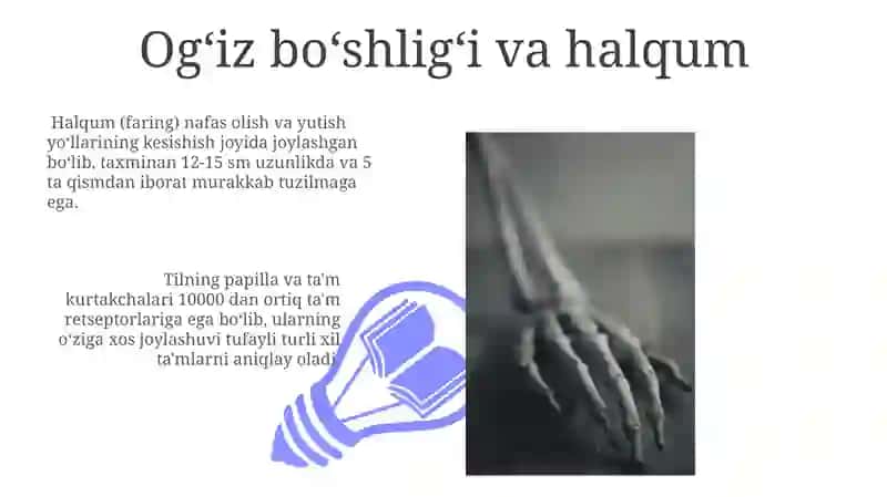Anatomiya Hazim a'olari 3
