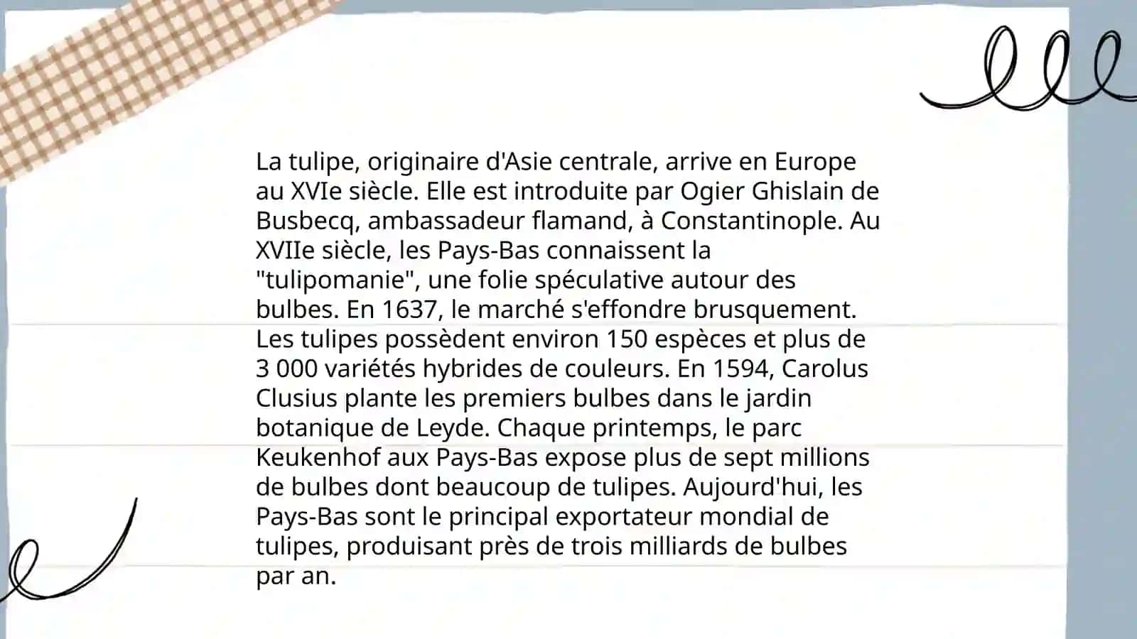 Tulipe 3