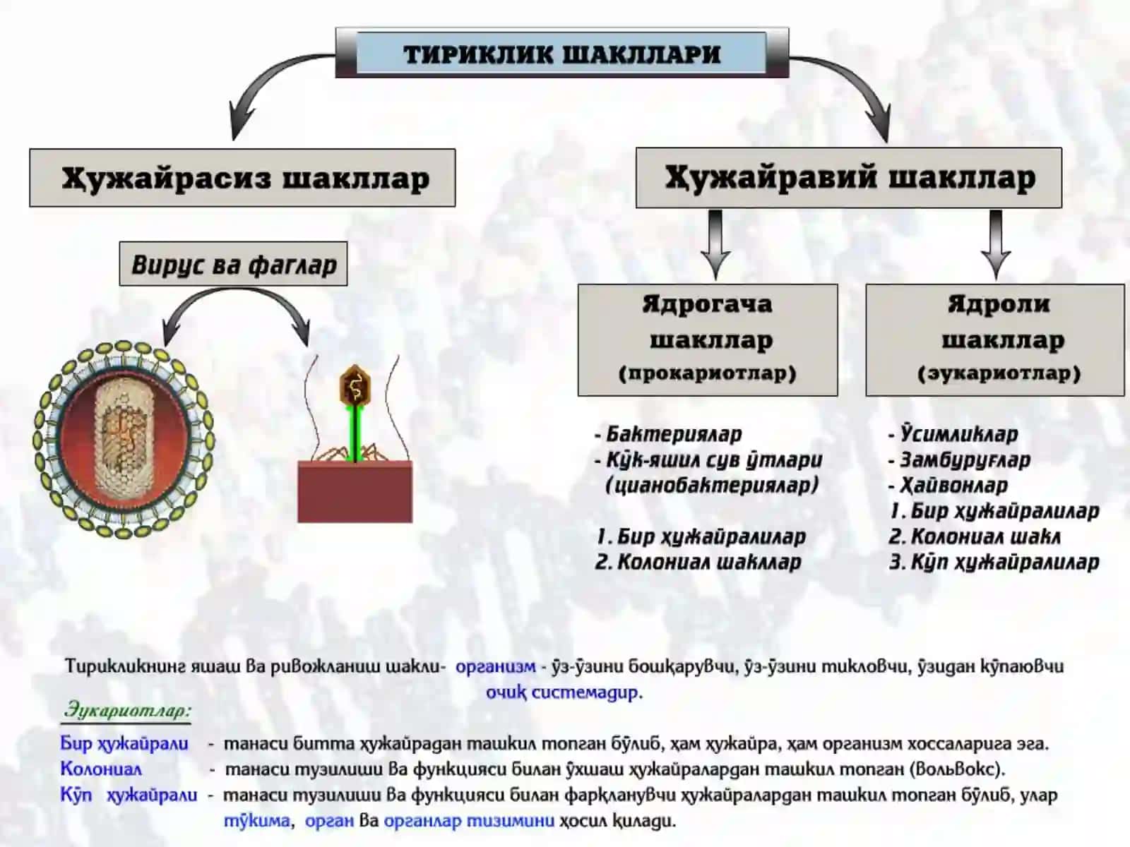 Тиббий биологиявагенетикафанидан маъруза 3