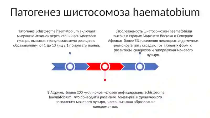 Профилактика и лечение описторхоза и шистосомоза 3