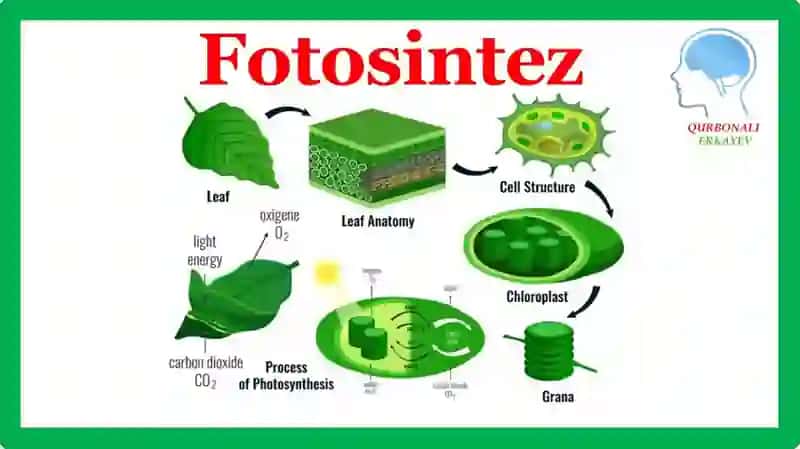 Fotosintezning qorong'ulik bosqichi 3