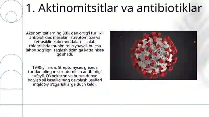Aktinomitsetlar va ularga yaqin organizmlar 3