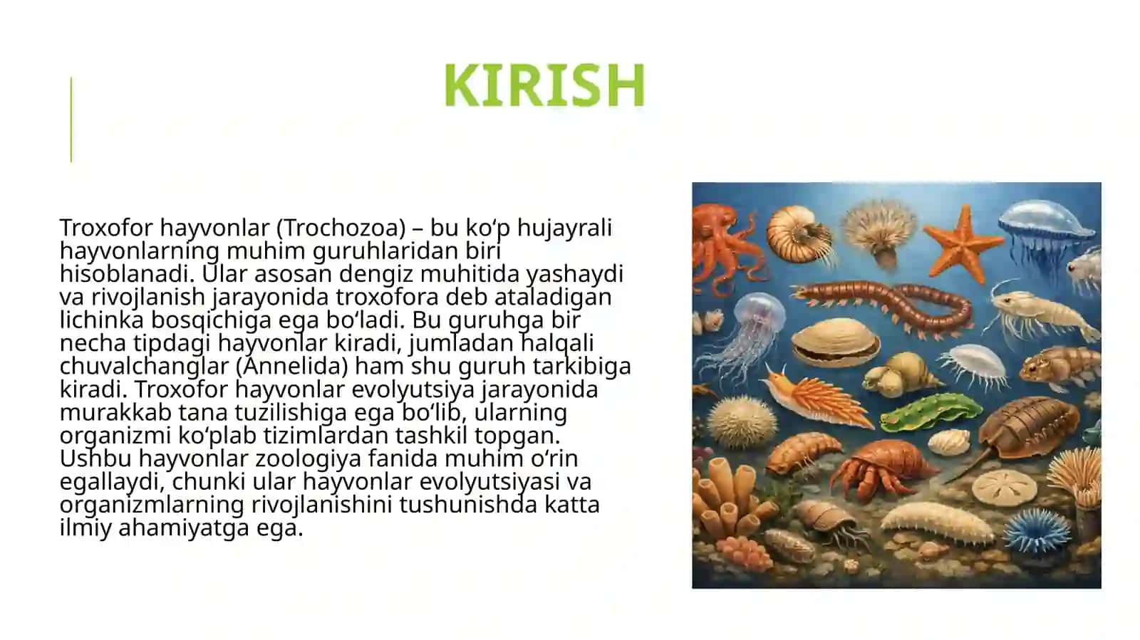 Troxofor hayvonlar (Trochozoa) ning umumiy ta'rifi. Halqali chuvalchanglar (Annelida) 3