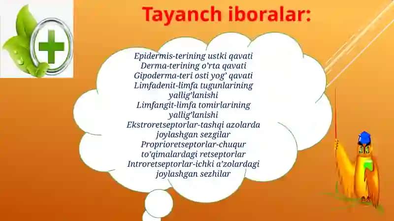 Teri va limfa tizimini baholash 3