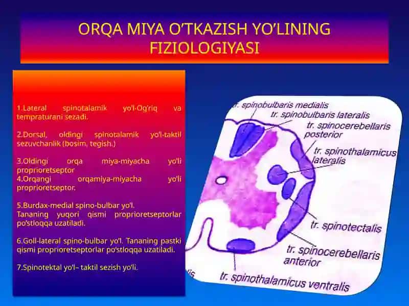 ORQA MIYA FIZIOLOGIYASI 3