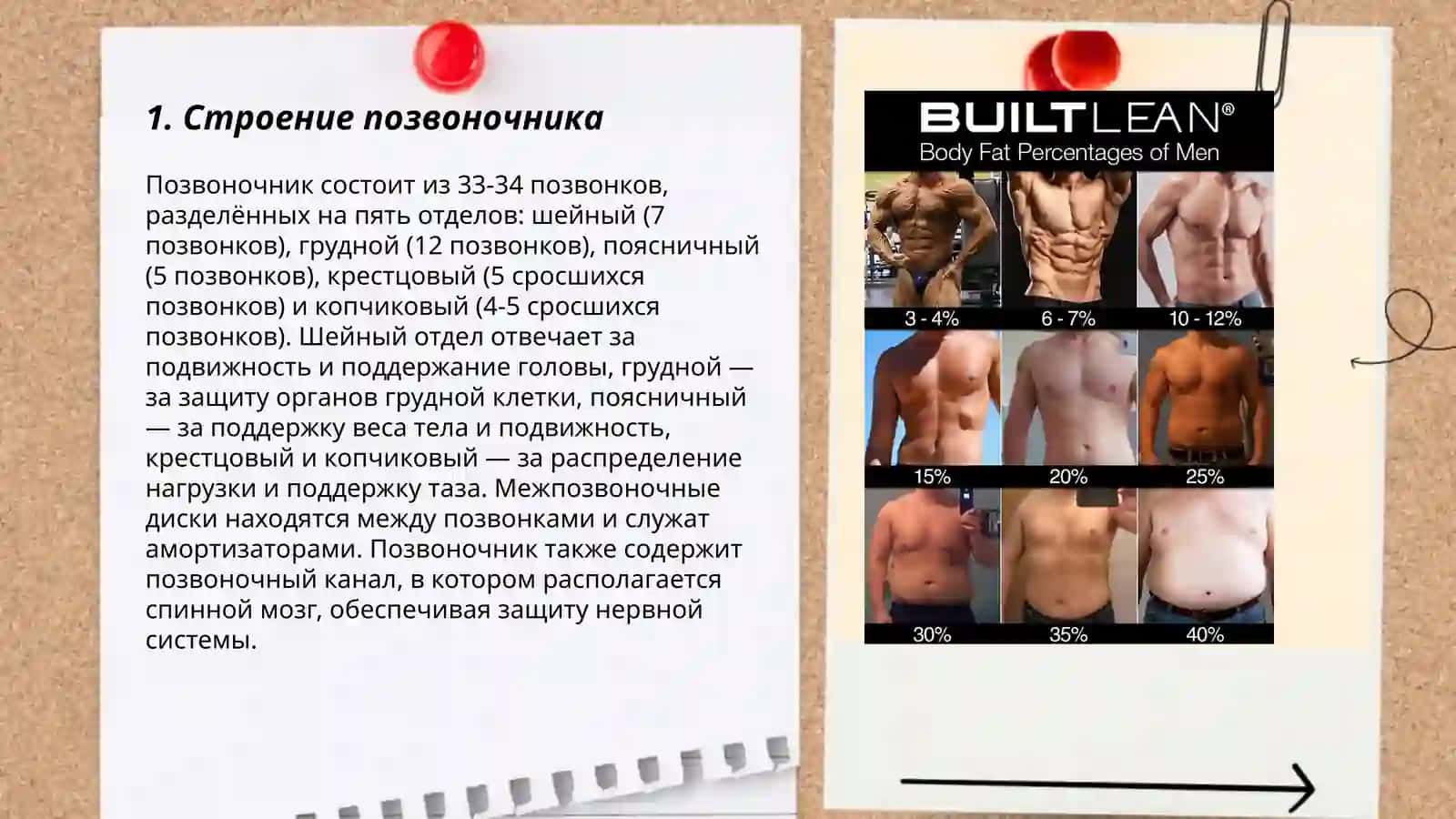 Скелет туловища. Выражение временных в простом и сложном предложении 3