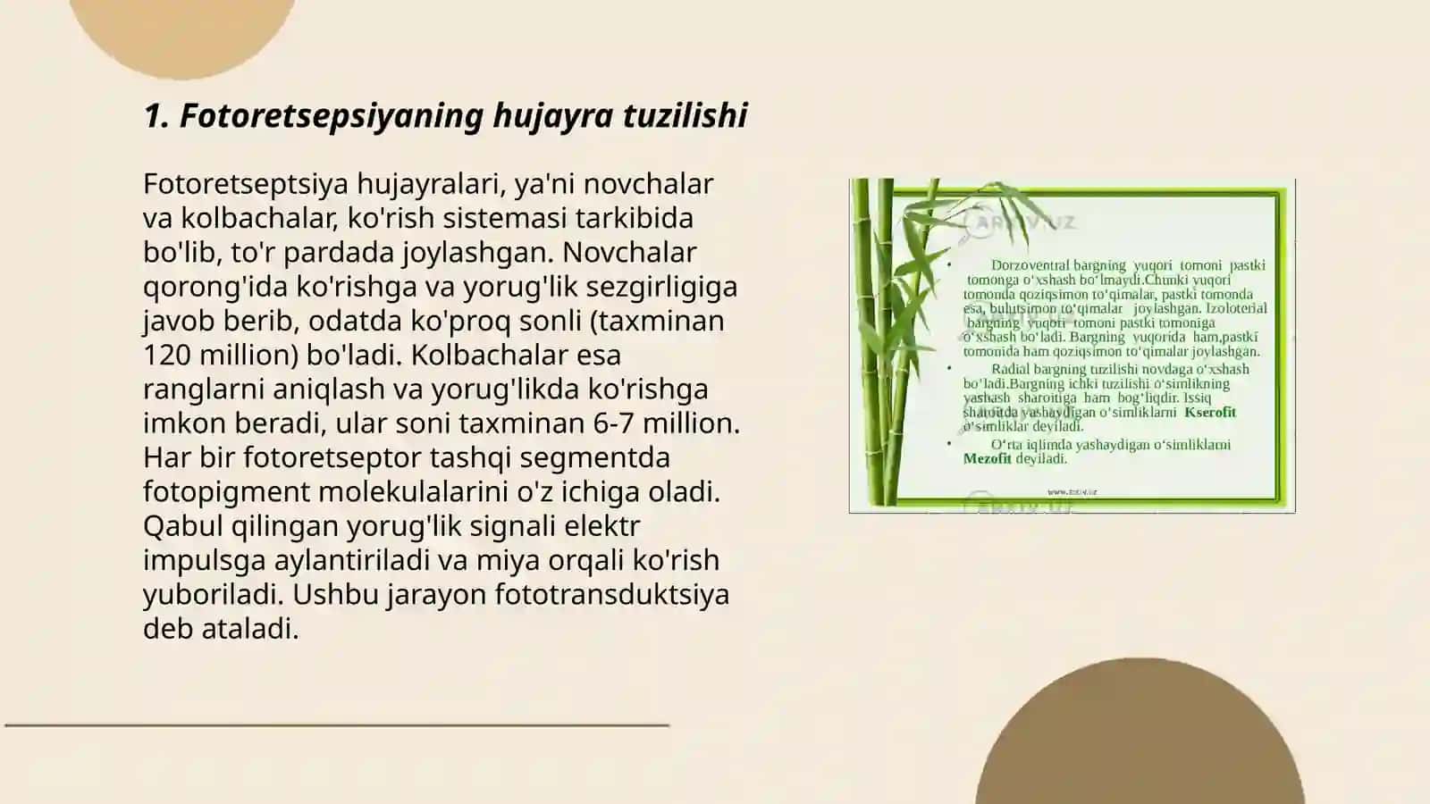 Fotoretsepsiyaning morfologik asoslari 3
