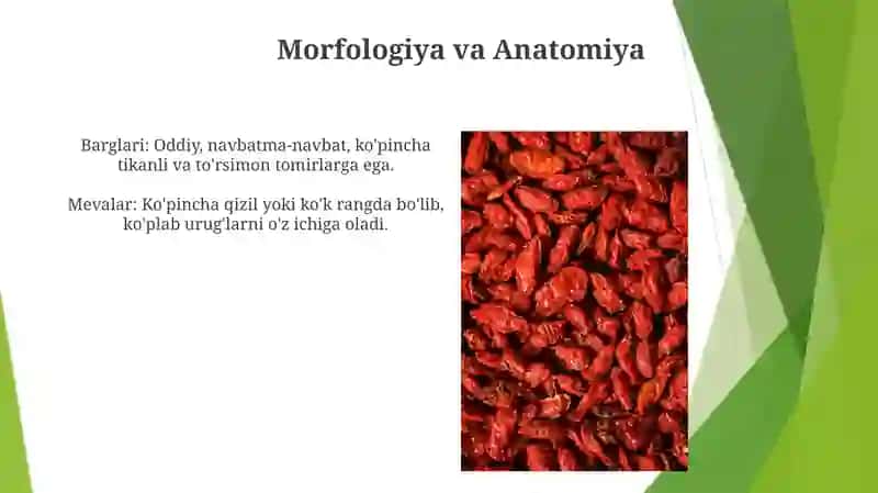 Zirkdoshlar oilasi(Berberidaceae) 3