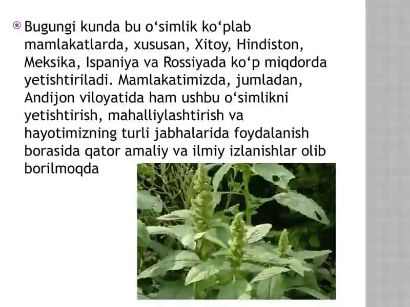 Gultojixo’rozdoshlar oilasi 3