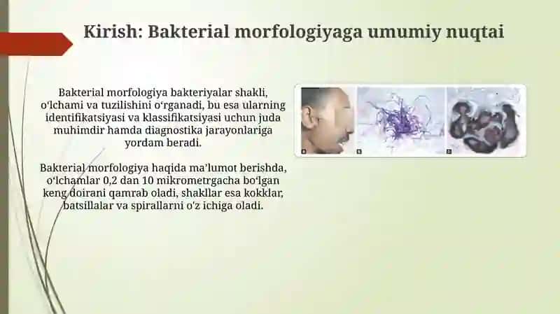 Bakterial morfologiya 3