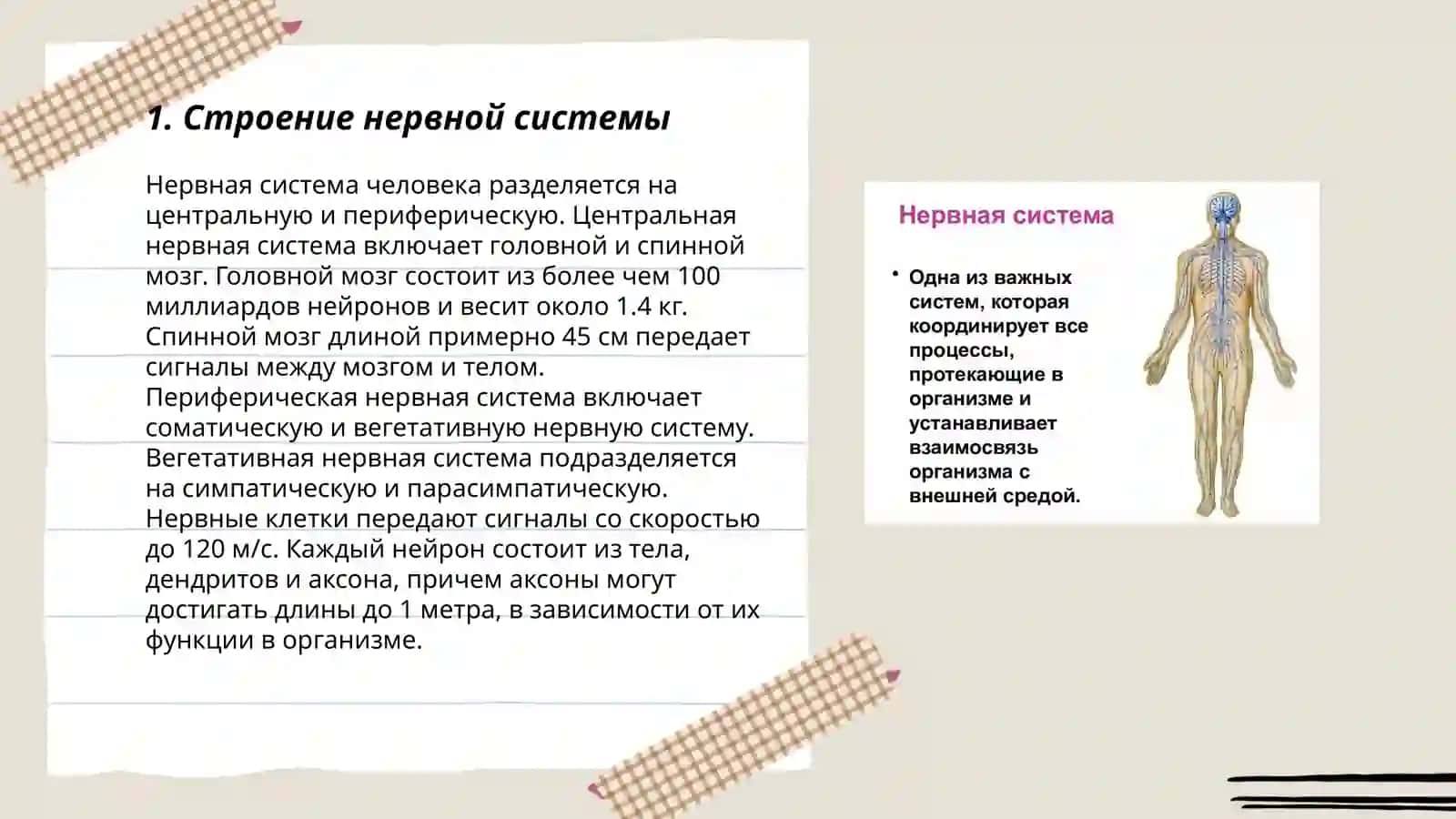 Нервная система by Махмудова Голиба 3