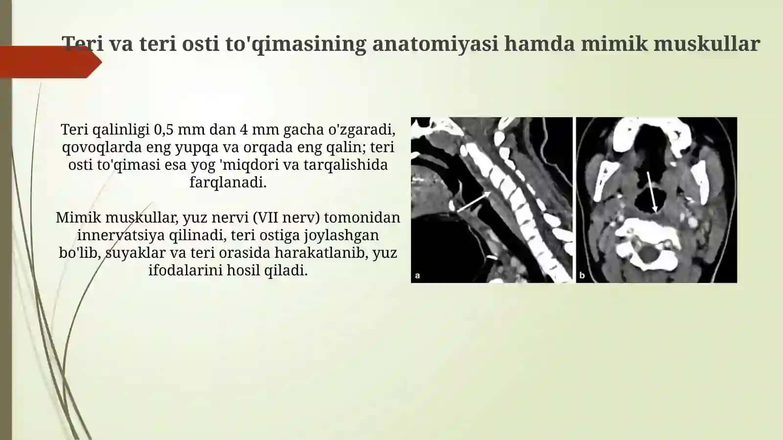 Yuzning yuza flegmonalarining ochish hamda drenejlashning klinikanatomikasoslari 3