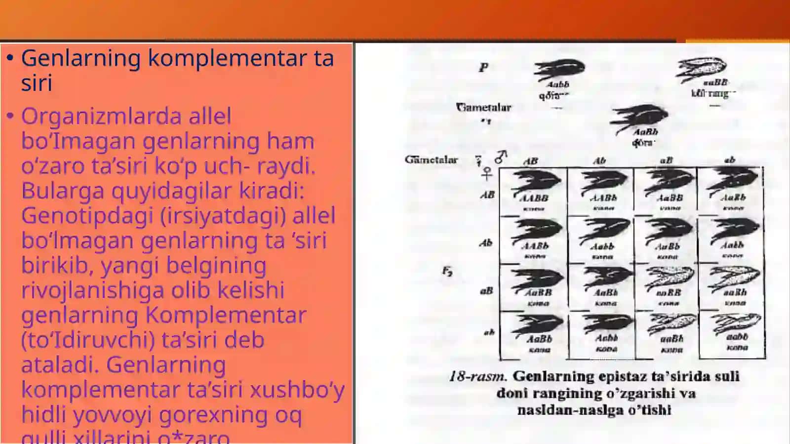 Komplementarlik va epistaz ta'sir qonuniyatlarining seleksiyada ishlatilishi 3