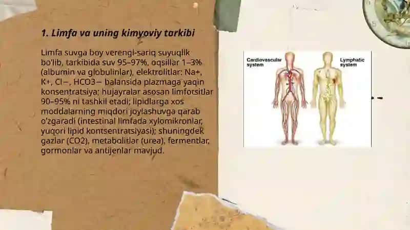 Limfa tizimining fiziologiyasi 3