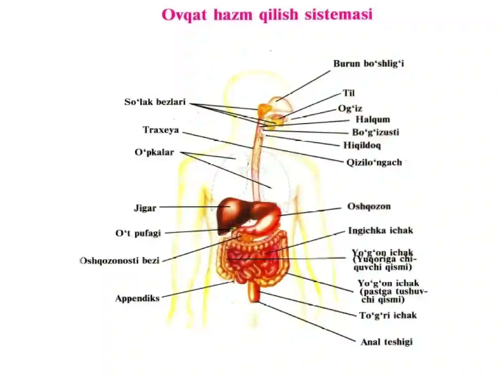 To’g’ri ovqatlanish va oziq ovqatlarining kunlik normasini tuzib chiqish 3