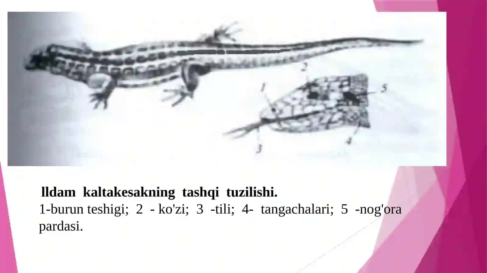 Kaltakesakning tashqi va skelet tuzilishi. Kaltakesakning anatomik tuzilishi 3