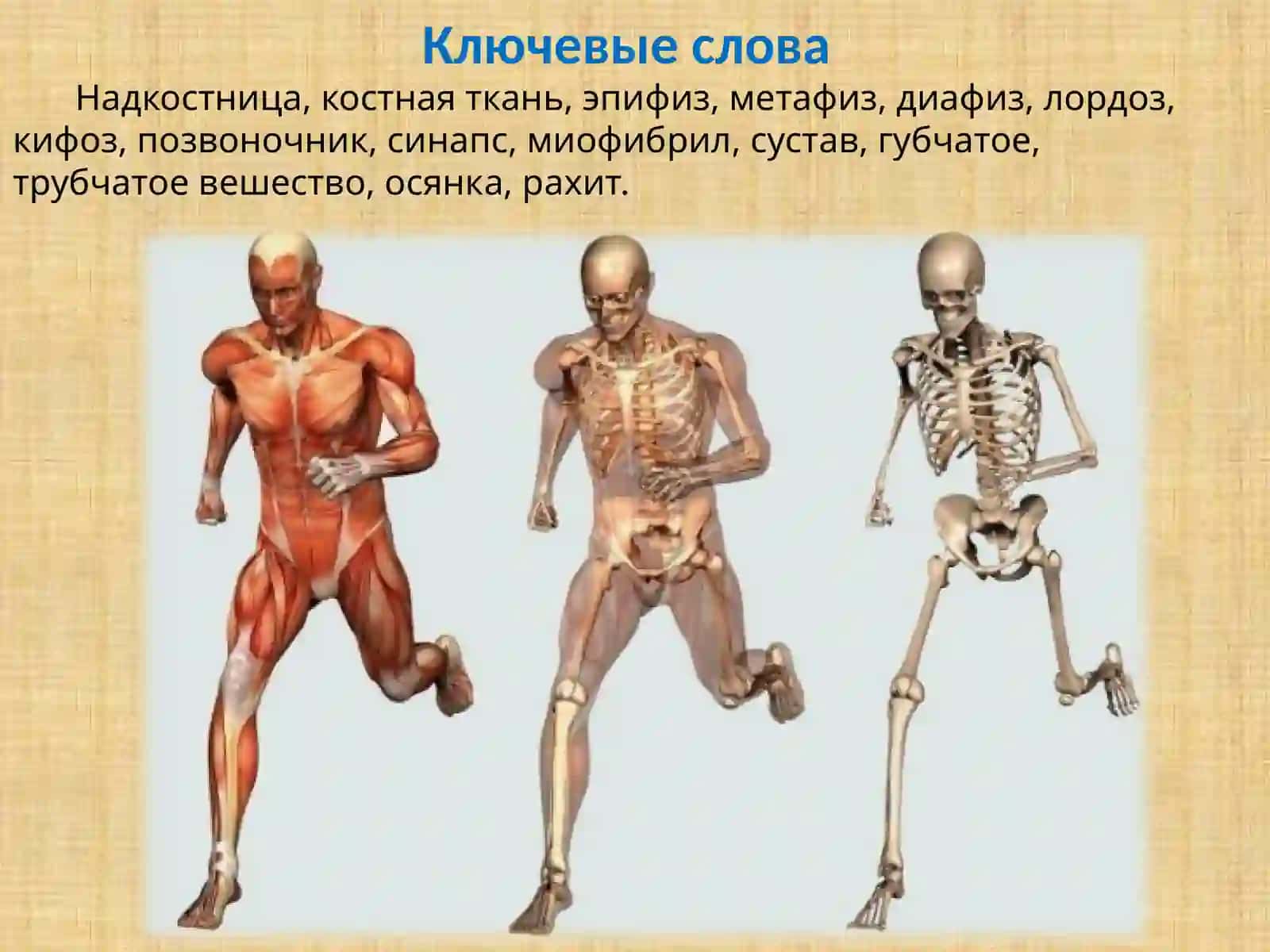 ВОЗРАСТНЫЕ ОСОБЕННОСТИ ОПОРНО-ДВИГАТЕЛЬНОЙ СИСТЕМЫ 3