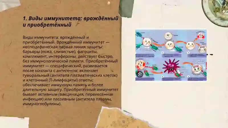 Виды иммунитета 3