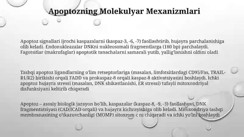 Apoptoz 3