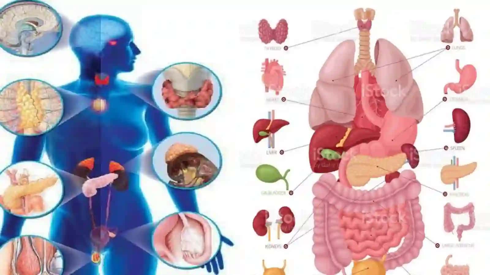 ENDOKRIN BEZLAR FIZIOLOGIYASI.GIPATOLAMO-GIPOFIZAR TIZIM 3