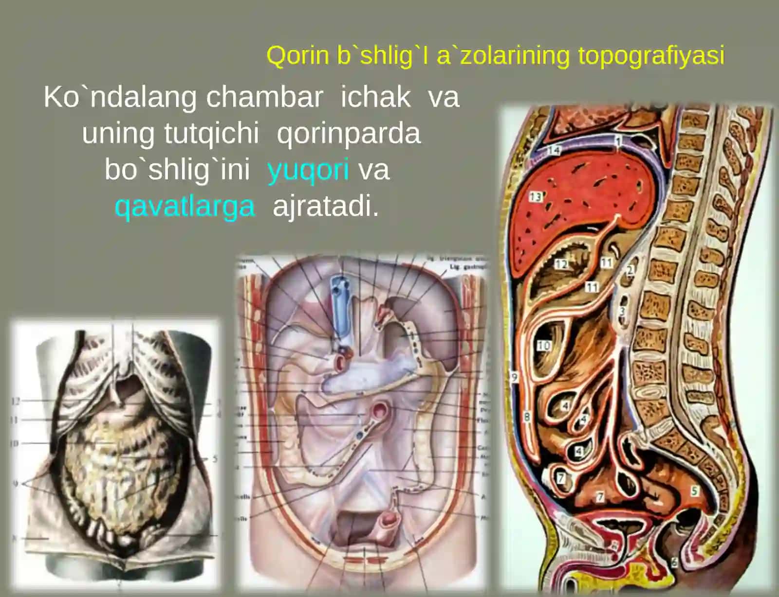 Qorin bo`shlig`ining klinik anatomiyasi 3