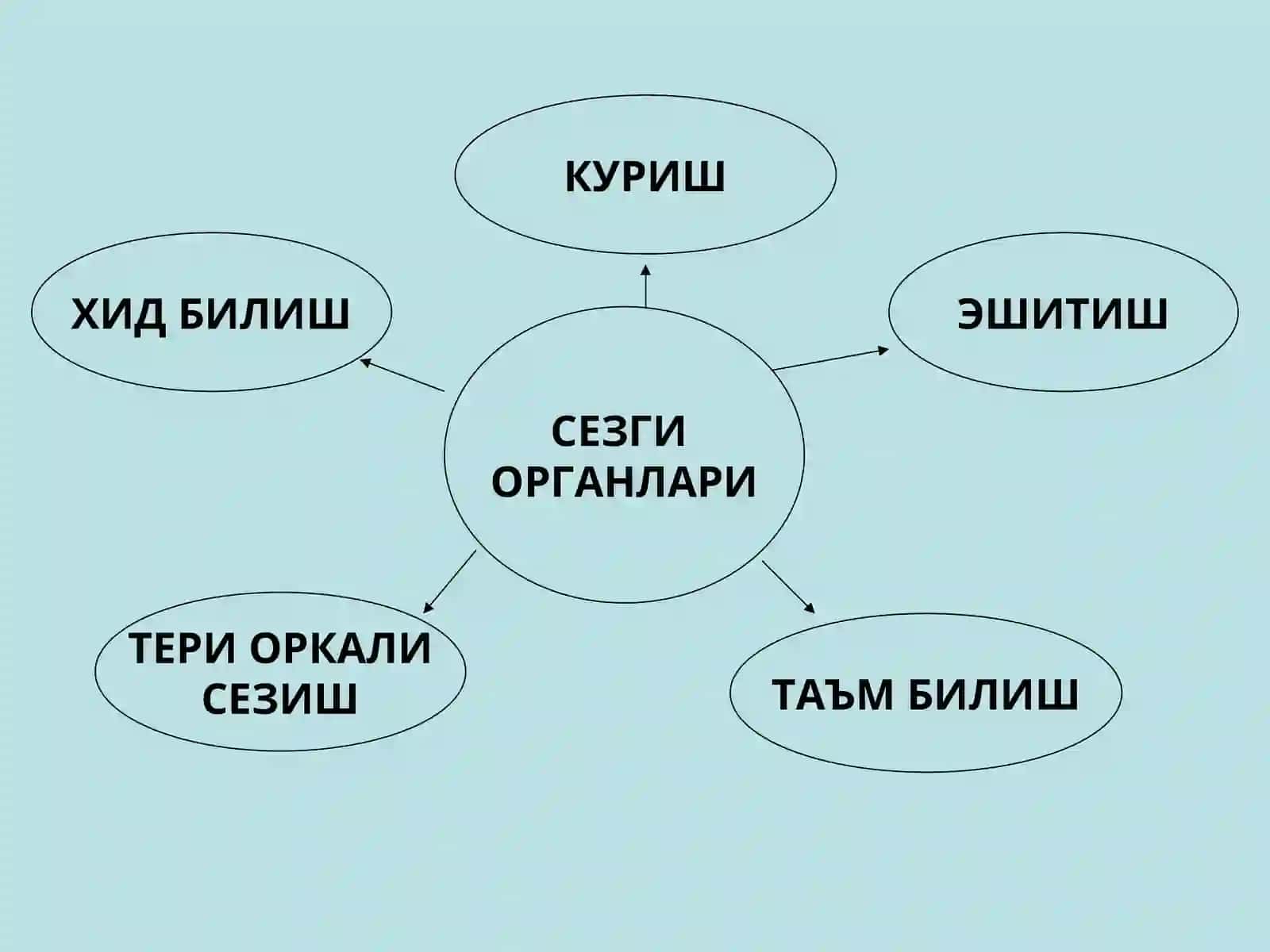 Организмнинг сенсорсистемаси физиологияси 3