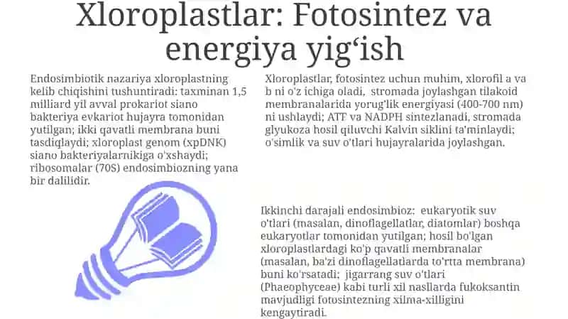 Xloroplastlar: Fotosintez va energiya yigʻish 3