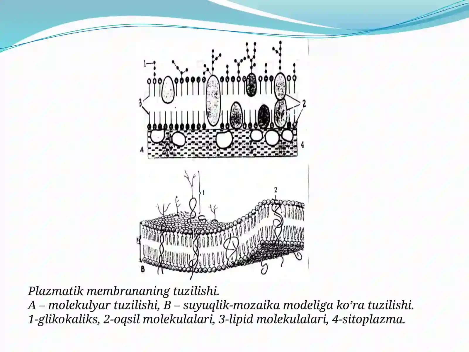 Hujayra membranasi 3